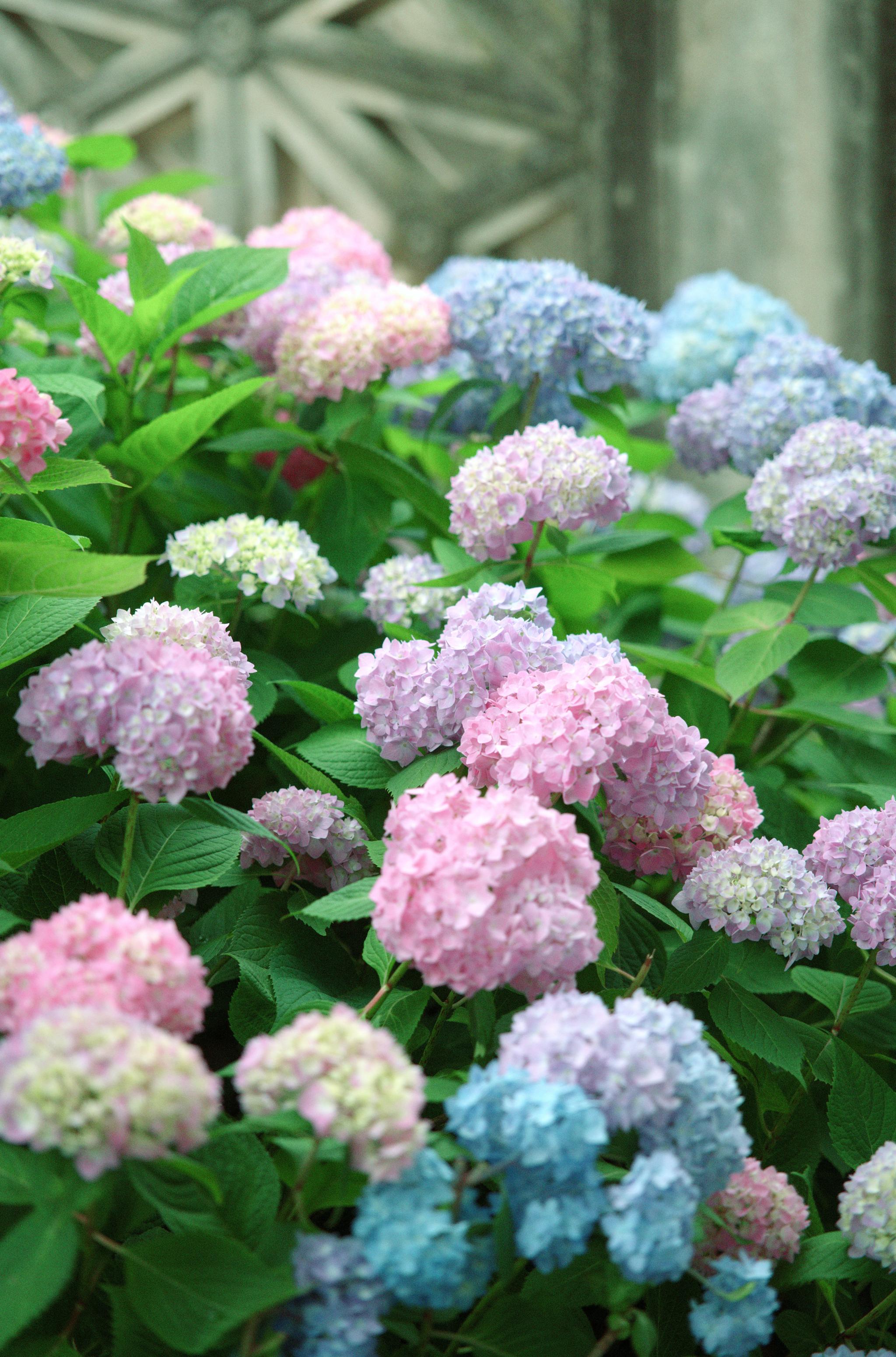 c2_L1011353.jpg